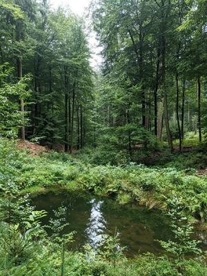 Kleiner Teich im Wald