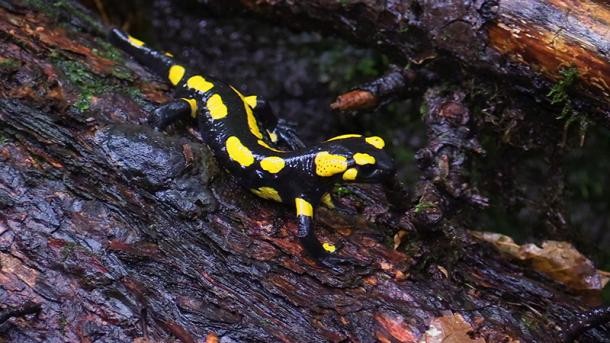 Salamander (Foto: Münster/Nabu)