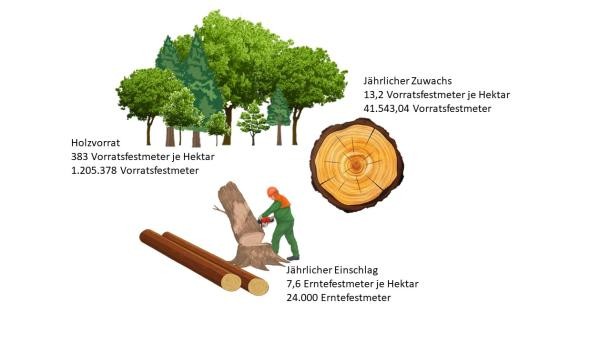 Infografik mit Informationen zu Holznutzung im Wald.
