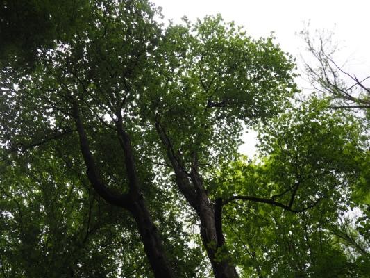 Mehlbeeren-Baum