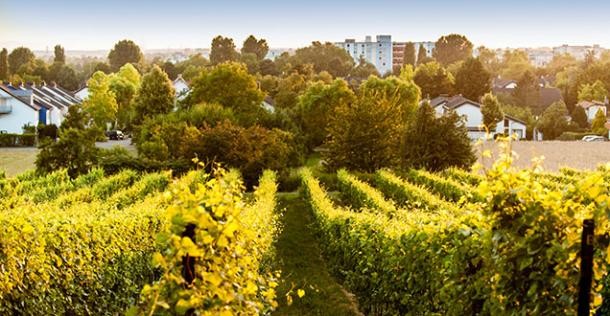 Heidelbergs Stadtteil Rohrbach (Foto: Stößer) Heidelbergs Stadtteil Rohrbach