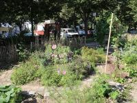 Urbaner Gartenbau (Foto: Stadt Heidelberg) Urbaner Gartenbau (Foto: Stadt Heidelberg)