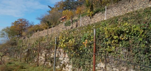 Geschützte Trockenmauern am Steinberg in Handschuhsheim