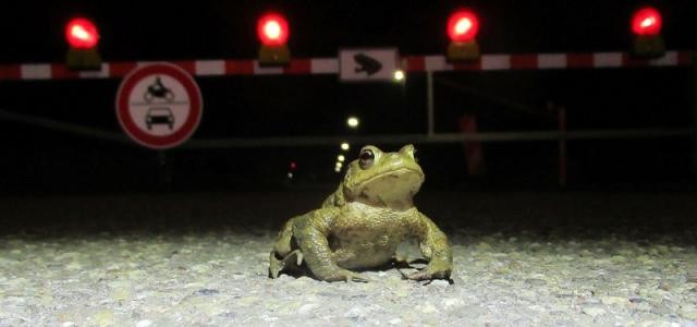 Bild von einem Frosch auf einer Straße