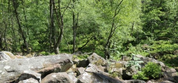 Felsenmeer im Geo-Naturpark Bergstraße-Odenwald. 