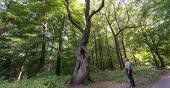 Ein Mann steht im Wald vor einem großen Baum und schaut hinauf (Foto: Anspach)