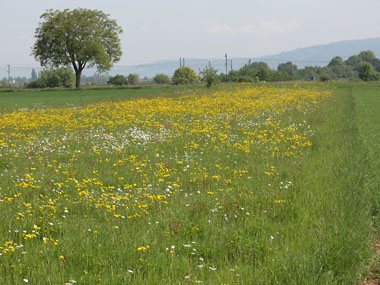 Blühende Biotoplandschaft am Grenzhof (Foto: Stadt Heidelberg)