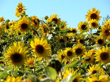 Sonnenblumenfeld (Foto: Stadt Heidelberg)