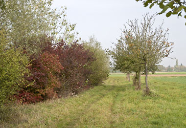 Hecken und Feldgehölze (Foto: Stadt Heidelberg)