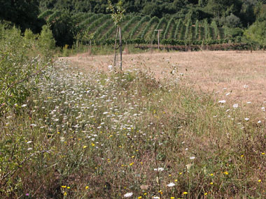 Biotopfläche am Steinbruch Rohrbach (Foto: Stadt Heidelberg)