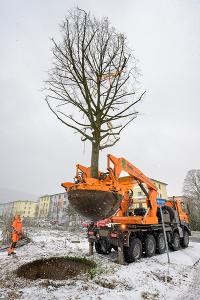 Pflanzung eines neuen Baumes in der Römerstraße