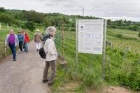 Themed hiking trail 'wine and culture' (Photo: Rothe)