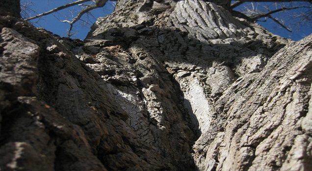 An impressive tree trunk (Photo: Hornung)
