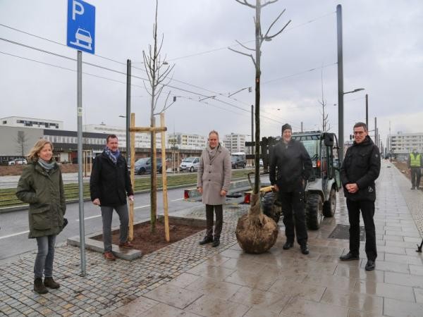 Baumpflanzung in Grüner Meile in der Bahnstadt. Foto: Stadt HD