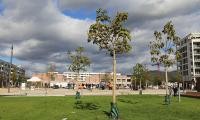 Einige Bäume im Vordergrund, im Hintergrund der Gadamerplatz mit Grundschule.