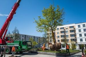 Ein Baum der an einem Kran hängt