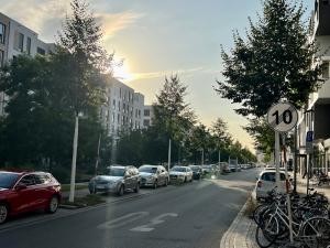 Die Bäume am Langen Anger mit einem weißen Schutzanstrich (Foto: Stadt Heidelberg)