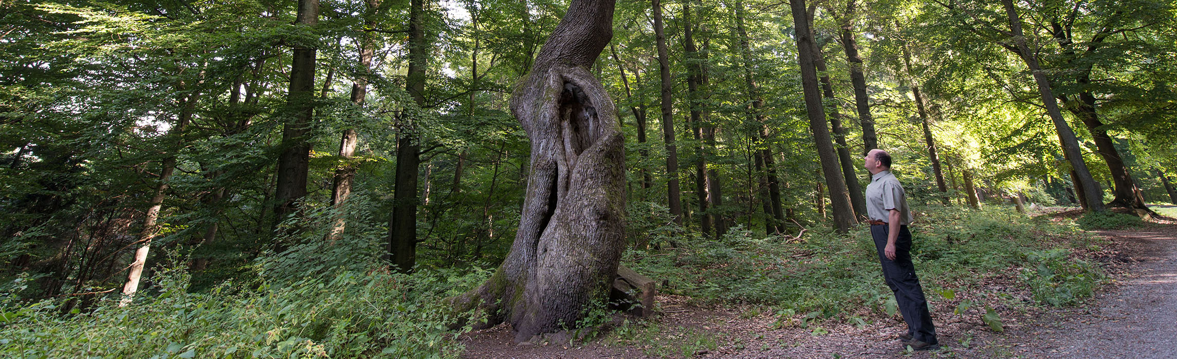 A man stands in the forest in Heidelberg. (Photo: Anspach)