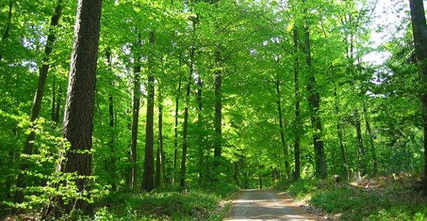 Viele grüne und hohe Bäume und ein Weg (Foto: Stadt Heidelberg)