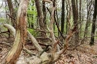 Ein gefällter Baum liegt auf dem Boden (Foto: Stadt Heidelberg/ Pellner) Die Stadt Heidelberg betreibt nachhaltige Forstwirtschaft (Foto: Stadt Heidelberg/ Pellner)