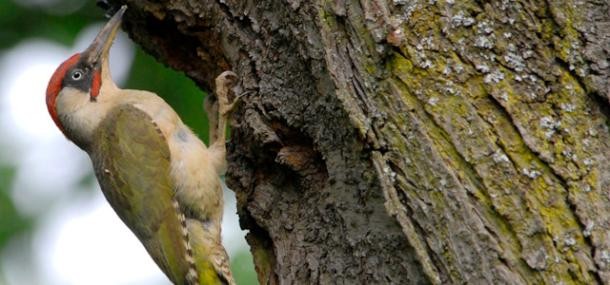 Grünspecht am Baum (Foto: Wolfgang Bittmann)