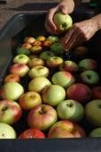 Äpfel im Zuber (Foto Stadt Heidelberg) Äpfel im Zuber (Foto Stadt Heidelberg)