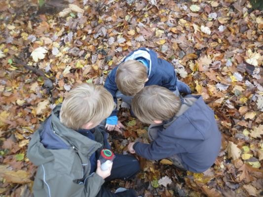 Kinder erforschen den Waldboden 