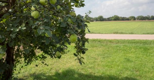 Streuobstwiese (Foto: Diemer) Streuobstwiese.