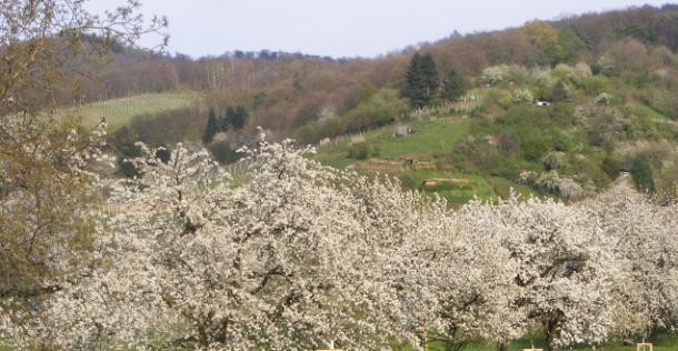 Blühende Obstbäume an der Bergstraße (Foto: Grambow) Blühende Obstbäume an der Bergstraße.