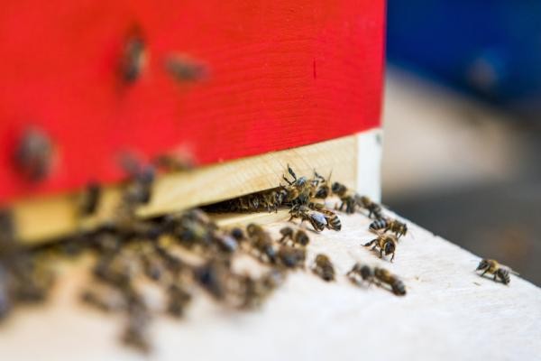 Bienenstock (Foto: Dittmer)