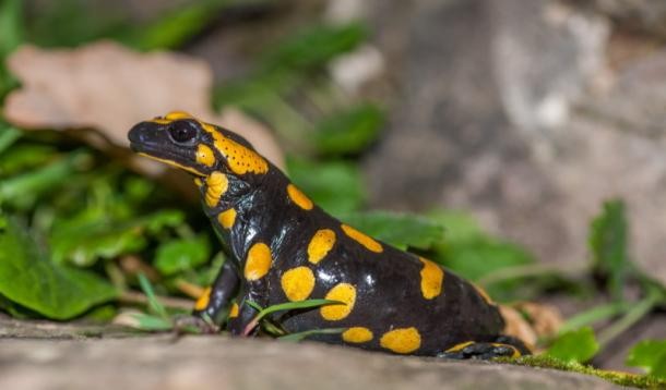 Feuersalamander im Heidelberger Schloss 