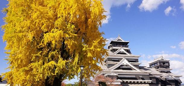 Kumamoto Burg im Herbst