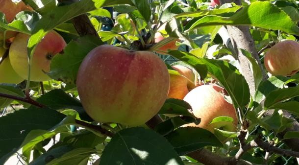 Blühende Bäume im Frühling