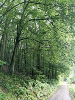 Befestigte Wege am Waldrand