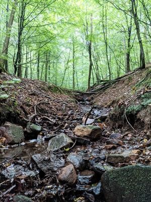 Feuchter Waldboden mit Laub