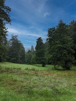 Luftige Wiese mit Baumbestand