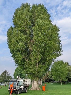 Die stattliche Pappel ist vom Zunderschwamm, einem holzzerstörerischen Pilz, befallen worden und muss leider stark eingekürzt werden. (Foto: Stadt Heidelberg) Foto von einer Pappel
