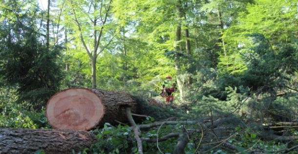 Holzstamm mit Waldarbeiter im Hintergrund.