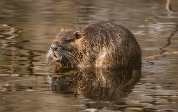 Nutria