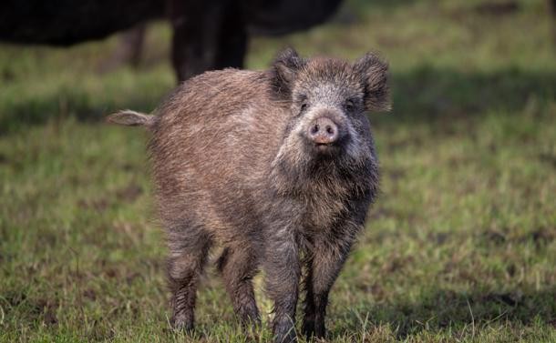 Wildschwein