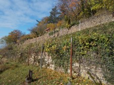 Geschützte Trockenmauern am Steinberg in Handschuhsheim