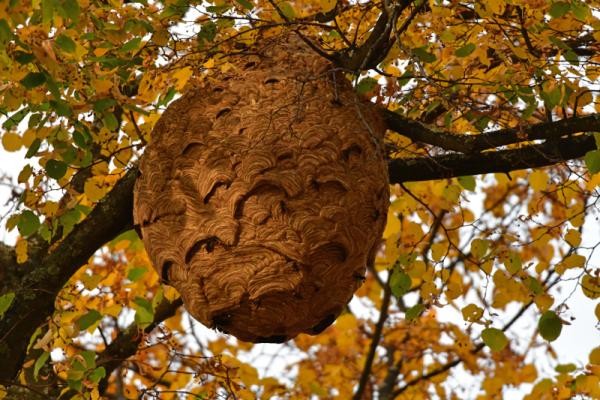 Nest der Asiatischen Hornisse (Foto: Reiner Jahn) Nest der Asiatischen Hornisse.