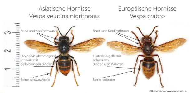 Vergleich der Asiatischen und Europäischen Hornisse (Foto: Reiner Jahn) Vergleich der Asiatischen und Europäischen Hornisse.