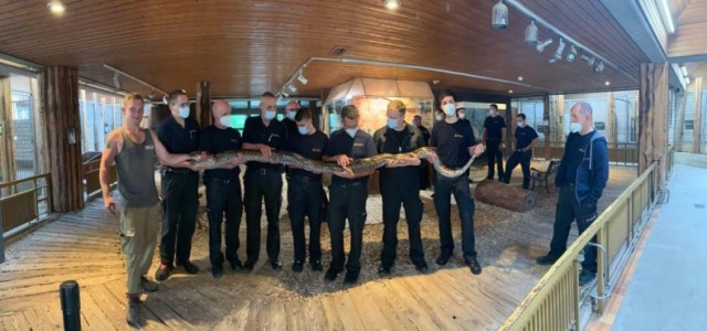 Die Größe der Tigerpython hat alle beeindruckt (Foto: Feuerwehr Heidelberg)