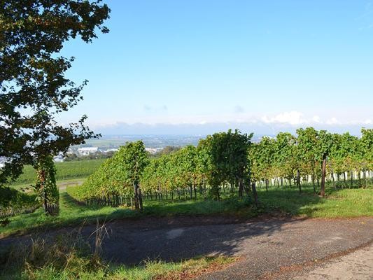 Weinreben (Foto: Großkinsky)