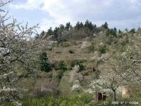 Blick auf Hang im Frühling (Foto:Teufel)