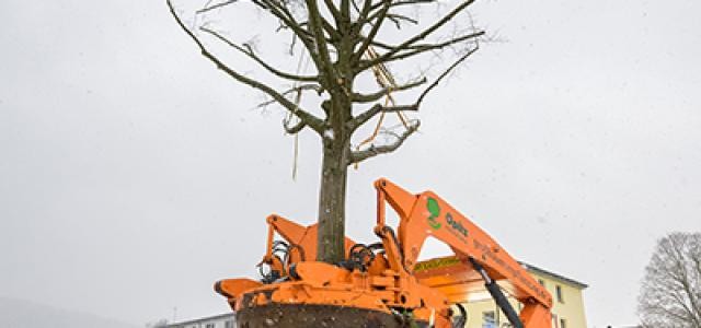 Pflanzung eines neuen Baumes in der Römerstraße