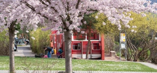 Frühlingswetter an der Bahnstadt-Promenade. Ein Feuerwehrfahrzeug auf einem Spielplatz, davor ein blühender Kirschblütenbaum