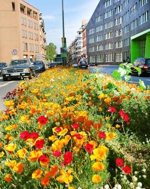 Blumenwiese in der Stadt (Foto: Stadt Heidelberg) Blumenwiese in der Stadt