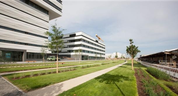 Der Zollhofgarten 2014: Auf der Areal ist gut zu sehen, dass es im Schnitt etwa 10 bis 15 Jahre braucht, bis ein Baum eine ausreichende Größe hat, um Schatten zu spenden. Das Foto entstand 2014 zu Beginn des Zollhofgartens, als die Bäume noch klein waren. (Foto: Stadt Heidelberg) Junge Bäume stehen neben einem Weg vor modernen Häusern.
